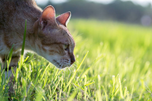 istock Cat eating grass in the field With the sun at night 806276066