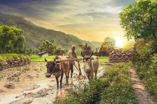 Indian farmer plowing rice fields with a pair of oxen using traditional plough at sunrise.