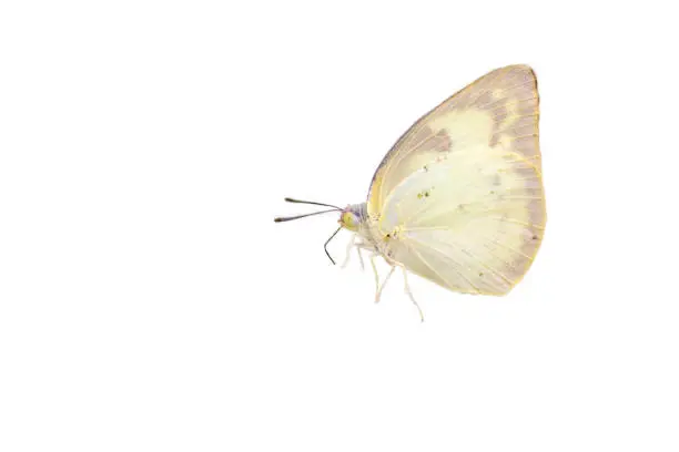 Lemon Emigrant Butterfly,isolated on white background