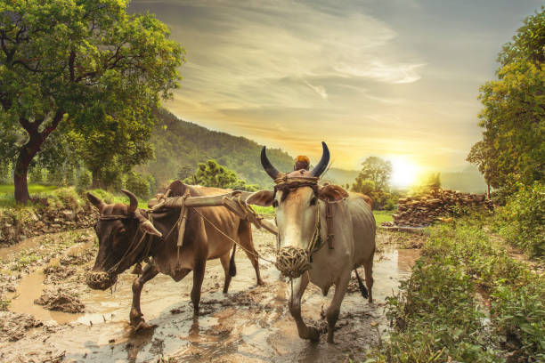 istock Farmer ploughing rice field at sunrise 806278480