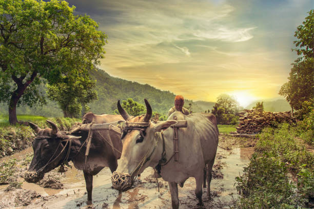 istock Farmer ploughing rice field at sunrise 806286886