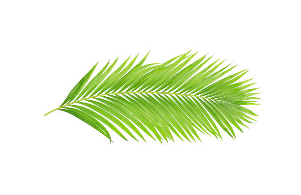 istock green leaves of palm tree isolated on white background 806286956