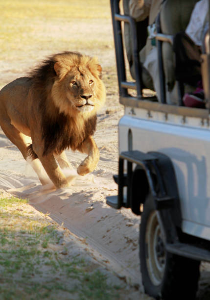 istock Cecil The Lion chasing a tourist Truck 806287020