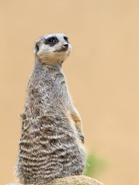 istock Isolated Meerkat on patrol watching for predators 806287032