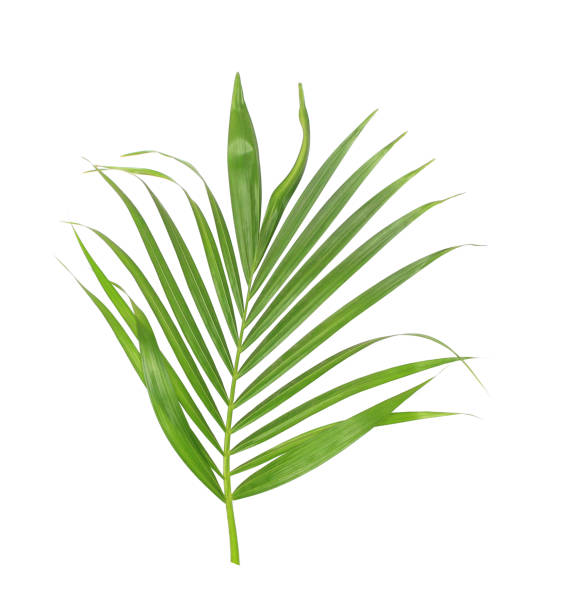 istock green leaf of palm tree isolated on white background 806287392
