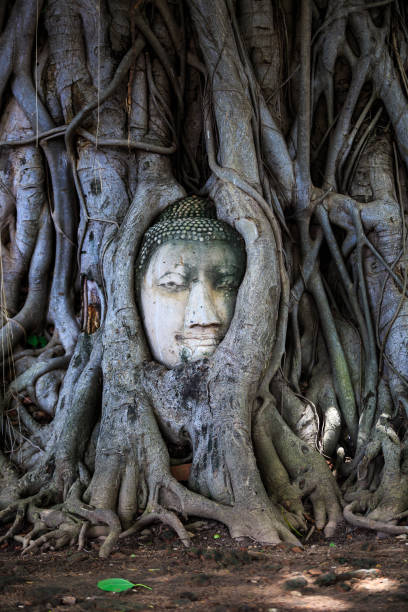 istock Head of Buddha statue in the tree roots 806290002