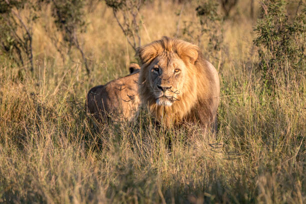 istock Two Lions bonding in the grass. 806290238
