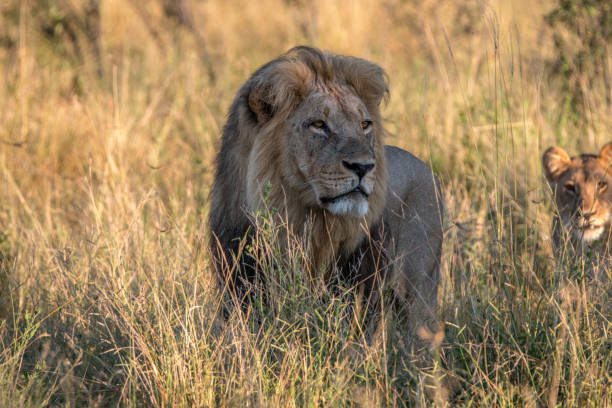 istock A male Lion standing in the grass. 806290250