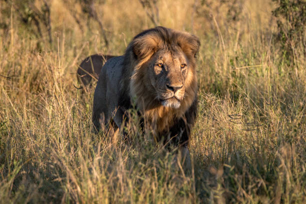 istock A male Lion walking in the grass. 806290258