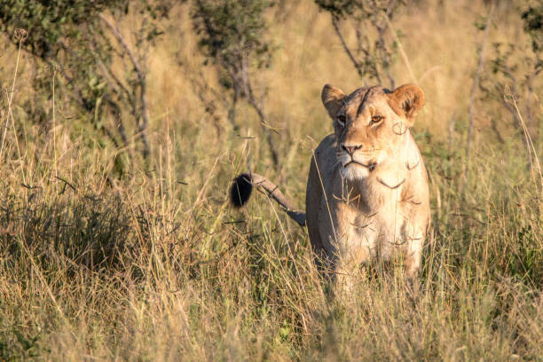 istock A female Lion walking in the grass. 806290282