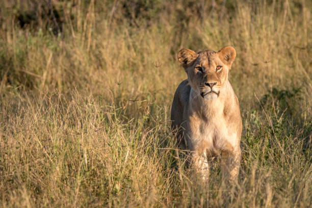istock A female Lion walking in the grass. 806290318