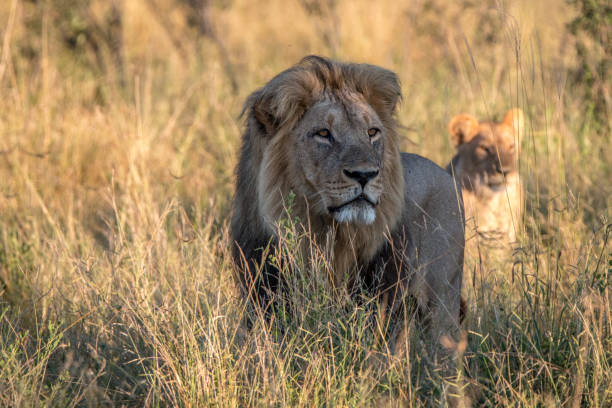 istock A male Lion standing in the grass. 806290394