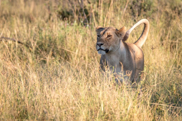 istock A female Lion walking in the grass. 806290486