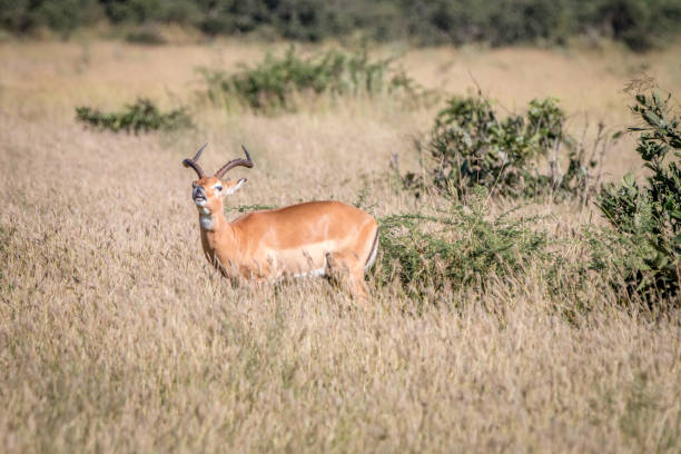 istock A male Impala standing in the grass. 806290614