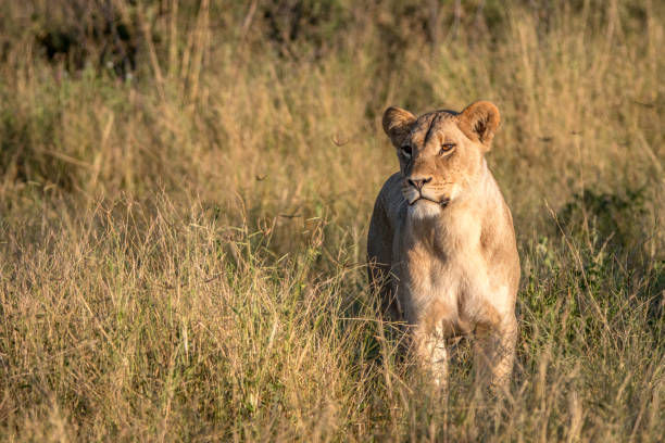 istock A female Lion walking in the grass. 806290626