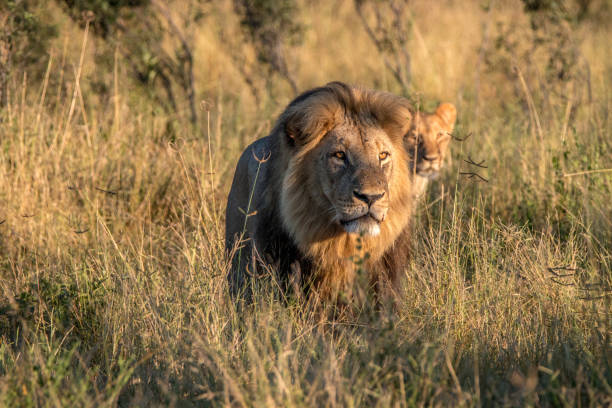istock Two Lions walking in the grass. 806292766