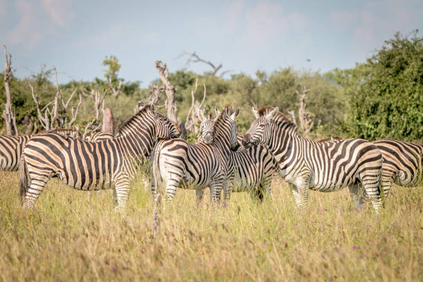 istock A group of Zebras bonding in the grass. 806294812