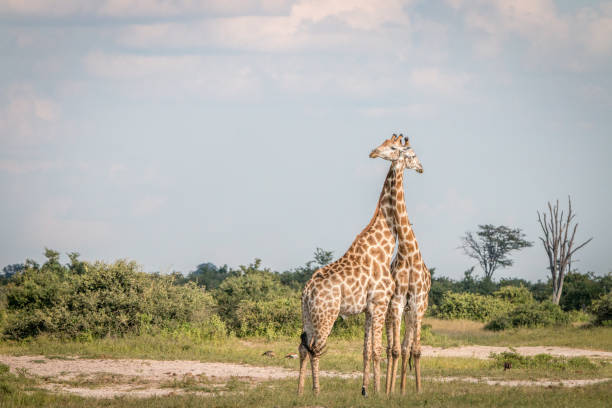 istock Two Giraffes bonding in the grass. 806294926