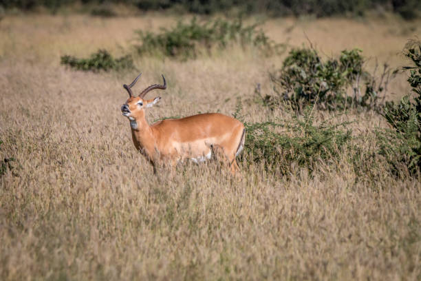 istock A male Impala standing in the grass. 806294972