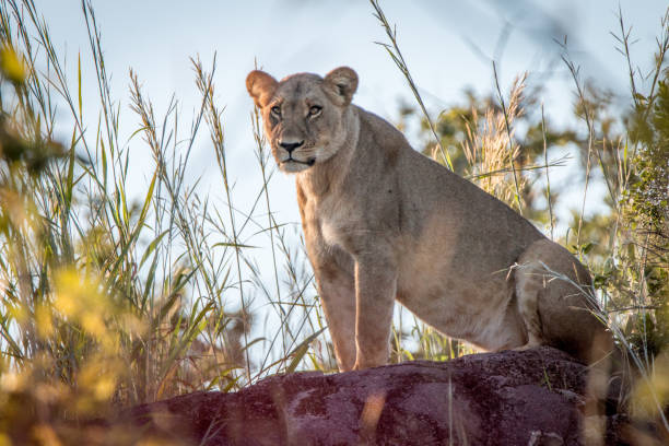 istock A female Lion standing on a ridge. 806295046