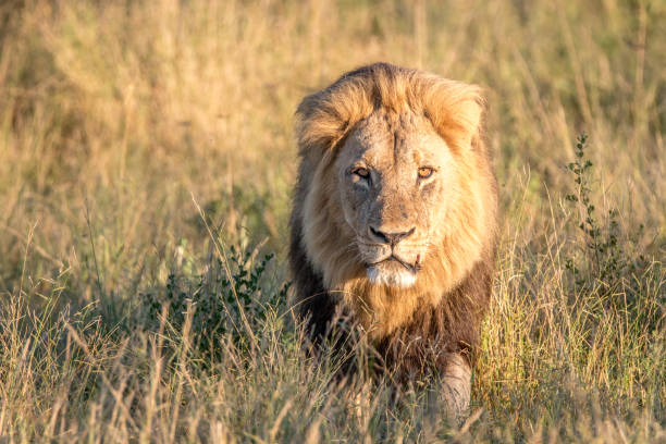 istock A male Lion walking in the grass. 806295068