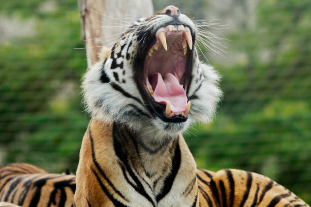 sumatra tiger gäspningar med naturlig bakgrund - sumatratiger bildbanksfoton och bilder