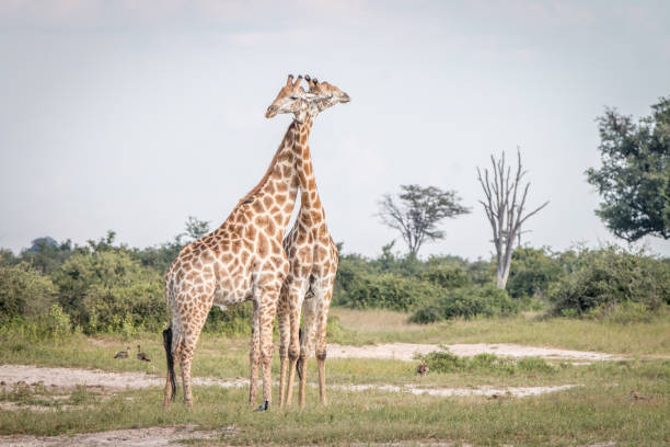 istock Two Giraffes bonding in the grass. 806295118