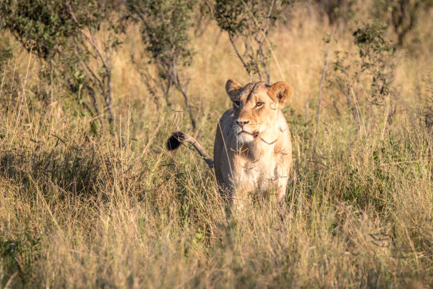 istock A female Lion walking in the grass. 806295176