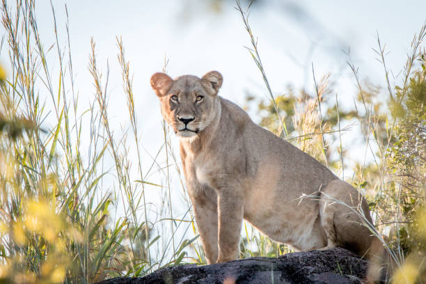 istock A female Lion standing on a ridge. 806295188