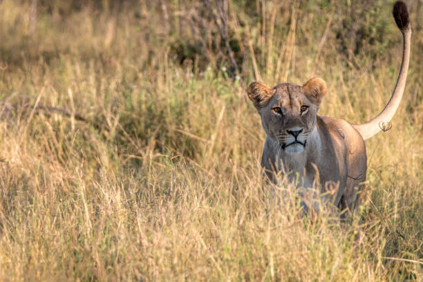 istock A female Lion starring at the camera. 806295208
