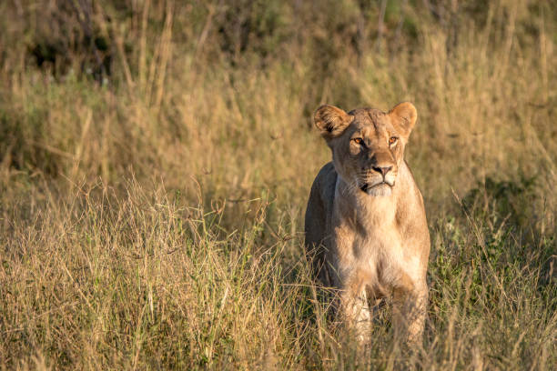 istock A female Lion walking in the grass. 806295276