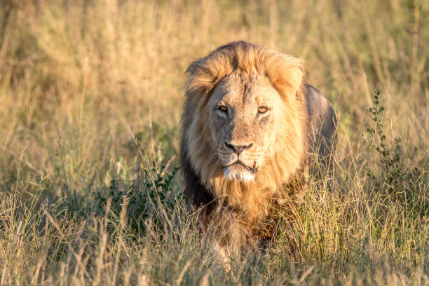 istock A male Lion walking in the grass. 806295314