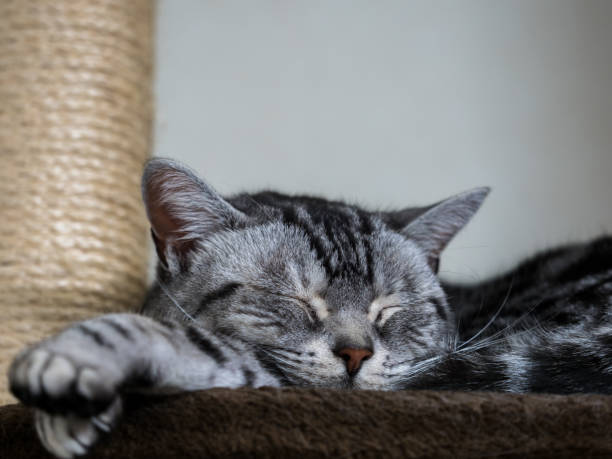 istock Sleeping American shorthair close up 806295866
