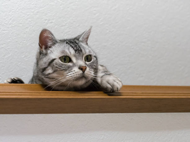 istock American shorthair on the shelf 806295884