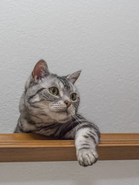 istock American shorthair on the shelf 806295902