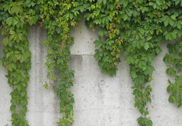istock vine on concrete wall natural leafs background 806298136