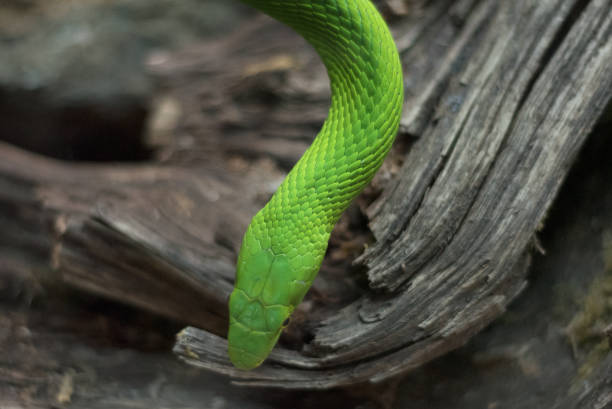 bouchent la vue d’un serpent mamba vert dangereux - angusticeps photos et images de collection