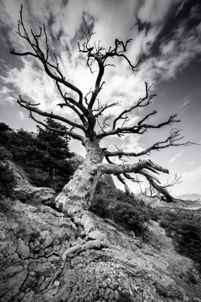 istock Black and white huge lonely old tree on a mountain with a big root on the rocks. Dramatic style of the sky. 806298290