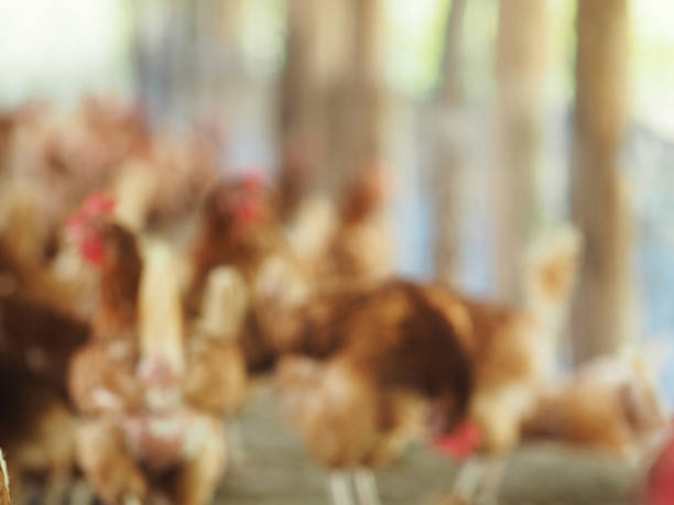 istock Blur Hen,Chicken egg in farm.Can be used for background. 806301770