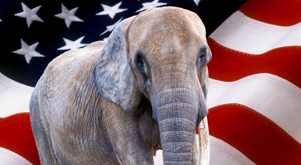 elephant on usa flag used as background elephant on usa flag used as background us republican party photos stock pictures, royalty-free photos & images