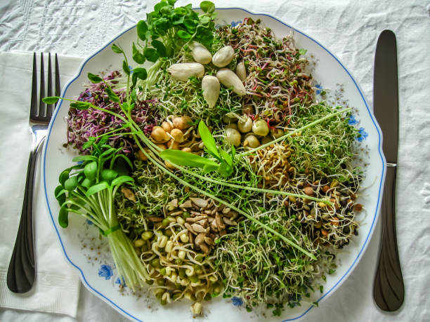 sprout-salat - kale vegetable food leaf vegetable stock-fotos und bilder