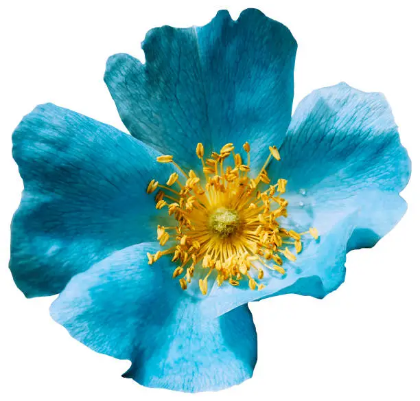 Flower turquoise  on a white isolated background with clipping path. Nature. Closeup no shadows. Garden flower.