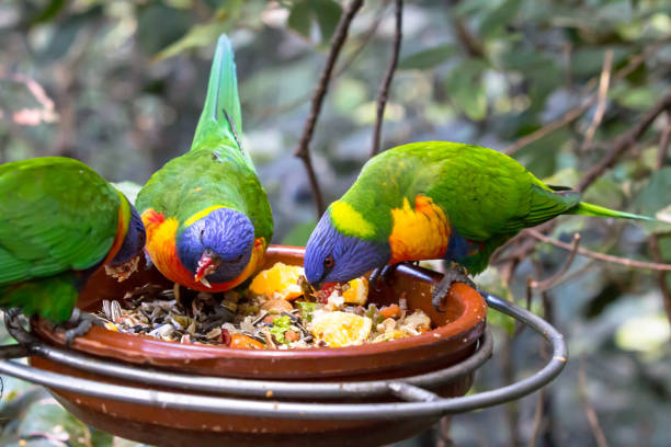 Understanding Bird Food and Its Importance Understanding Bird Food and Its Importance