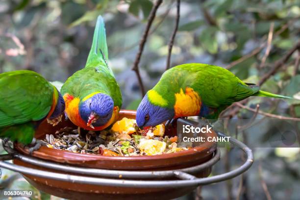 A Parrot Stock Photo - Download Image Now - Bird, Food, Eating