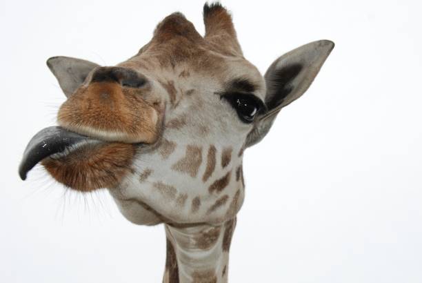 istock Giraffe sticking out tongue 806305060