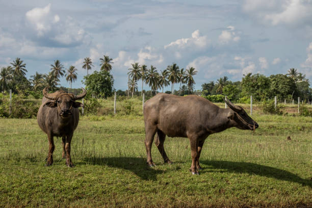 istock Simple Baffalo at rural 806307438