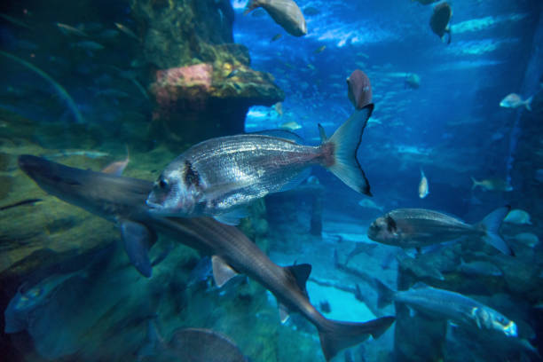 istock Fishes swimming in large seawater aquarium. 806307708