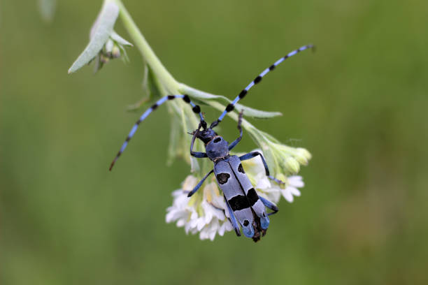 istock Alpine beetle Longhorn beetle Rosalia 806310072