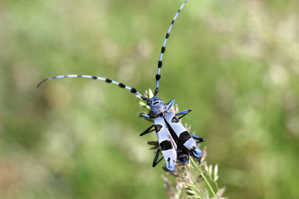A black beetle at the edge of the grass