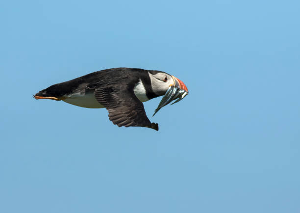 puffin latanie z rybami - farnes zdjęcia i obrazy z banku zdjęć